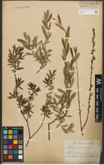 Foto von Salix purpurea L. x Salix repens L.